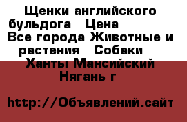 Щенки английского бульдога › Цена ­ 40 000 - Все города Животные и растения » Собаки   . Ханты-Мансийский,Нягань г.